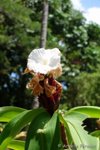 Guadeloupe Août 2015-02662  